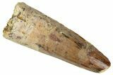 Fossil Spinosaurus Tooth - Real Dinosaur Tooth #305590-1